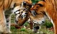 In 20 years, the world will not have tigers