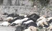 In 2005, 1,500 sheep suddenly jumped off a cliff to commit mass suicide, experts pointed out a regrettable mistake