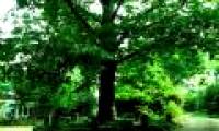In America there is an oak tree