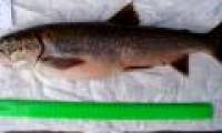 In Russia there is the most useful fish in the world