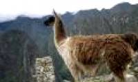 Inca civilization is formed from ... camel feces