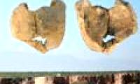 Incest has happened 'like a meal' in ancient times?