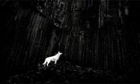 Incredible and surreal scenes of animals around the world.