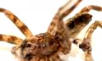 Incredibly spider species die because of ...