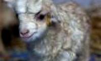 India: Cloned goats for rare wool