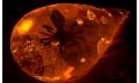 India discovered amber plates dating back 50 million years