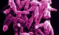India successfully outlines the map of tuberculosis genomes
