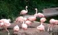 Indian flamingos died massively due to electric shock