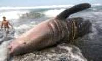 Indonesia: consecutive sharks 'ashore'
