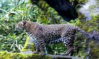 Indonesia discovered dozens of endangered Javanese leopards