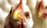 Indonesia discovered new strains of H5N1 influenza virus