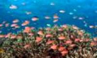 Indonesia restores 50% of the destroyed coral area