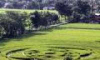 Indonesia roared because the mysterious circle appeared in the field