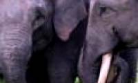 Indonesia: Three Sumarta elephants died of poisoning