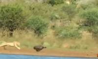 Indulging in mud bathing, the humped pig almost lost his life to the lion