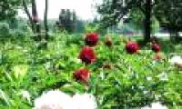 Infrared rays help photosynthetic plants