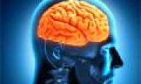 Inject germ cells into the brain to cure paralysis due to stroke
