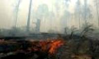 Insect outbreaks help fight natural disasters