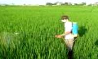 Insecticide abuse causes greenhouse gas emissions