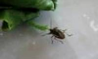 Insecticide from ... stink bugs