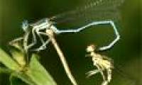 Insects also 'love' gay