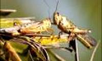 Insects: The weapon of harm to terrorists