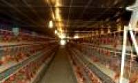 Install bio-gas powered generators at 42 farms