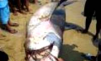 Installing a shark warning system in Binh Dinh