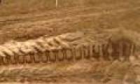 Intact fossil dinosaur tail discovered