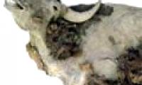 Intact wild boar buried 10,000 years