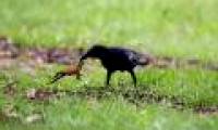 Intelligent crows seek to eat poisonous sugar cane toad meat