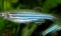 Interesting discovery about the strategy of maintaining the breed of horse striped fish