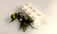 Interesting discovery: Bees 'shake hands' with each other to play with Lego