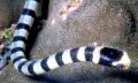 Interesting discovery of sea snakes