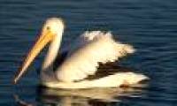 Interesting facts about giant birds