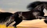 Interesting facts about horses
