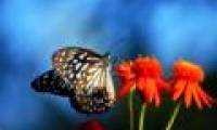 Interesting facts that few people know about butterflies