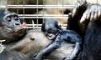 Interesting findings about chimp's sleeping place