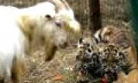 Interesting: Goat raising tigers