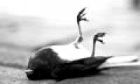 Interesting mysterious phenomena in the animal world