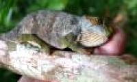 Interesting news about animals in 2009