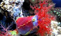 Interesting things about sea cucumbers that not everyone knows