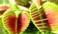Interesting 'tricks' are used by plants during reproduction