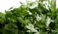 Interesting truth about mugwort