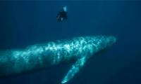 Interspecies mating causes blue whales to have 'ghost' DNA