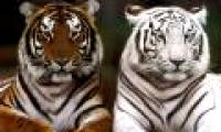Introducing the world's largest tiger and tiger