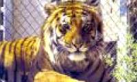 Investigation of tiger trade in Vietnam