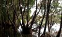 Investing USD 750,000 to save Tram Chim National Park