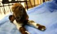 Iran successfully cloned a female goat