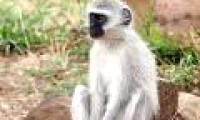 Iran will postpone indefinitely the project of bringing monkeys to space